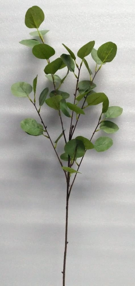Eucliptus Big Stick x6 36P